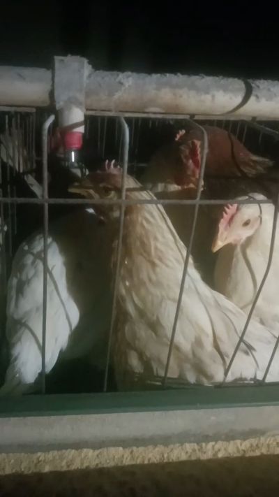 这鸡群在怪叫，怪叫的原因是痰化黏着，形成的比呼噜更重的一种呼吸道。其病因为肺中有热，热灼而痰黏，从而引起的怪叫。