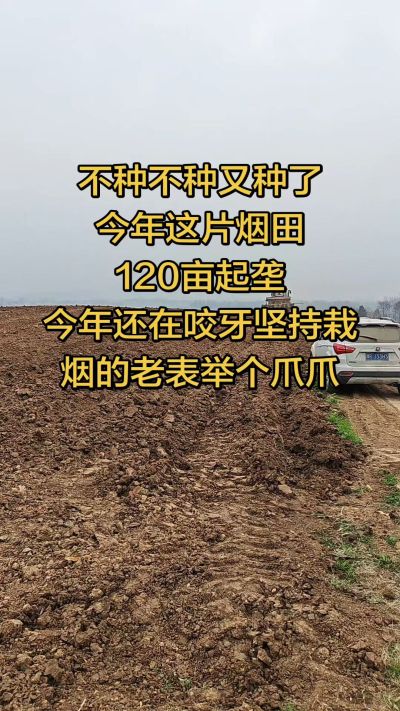 不种不种又种啦，还在咬牙坚持栽烟的老表集合啦！