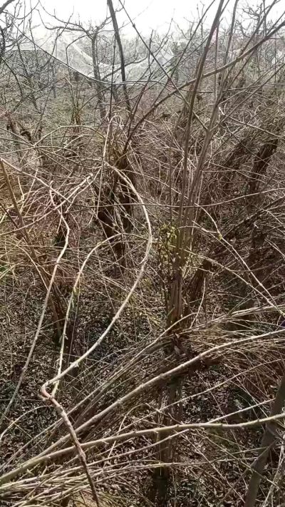 药用连翘苗，科研种苗定制树。挂果树。需要联系18534302961