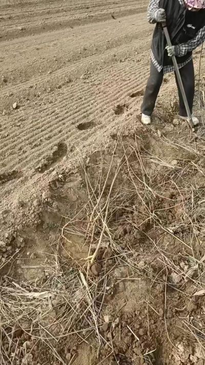 臭椿苗，一年籽播苗，地径0.5/1公分以上。需要联系18534302961