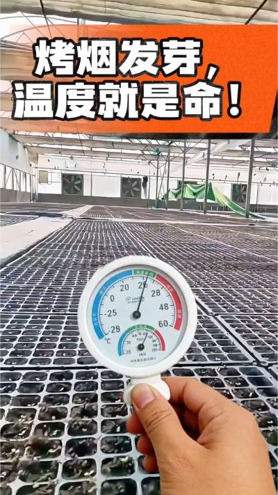 老烟农都懂：发芽温度不对，后期再管都白费！