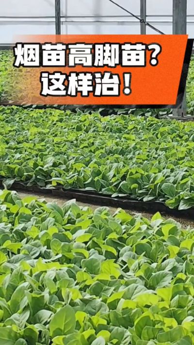 烤烟齐苗期管理关键：精准控温，防高脚苗，培育壮苗好上手！