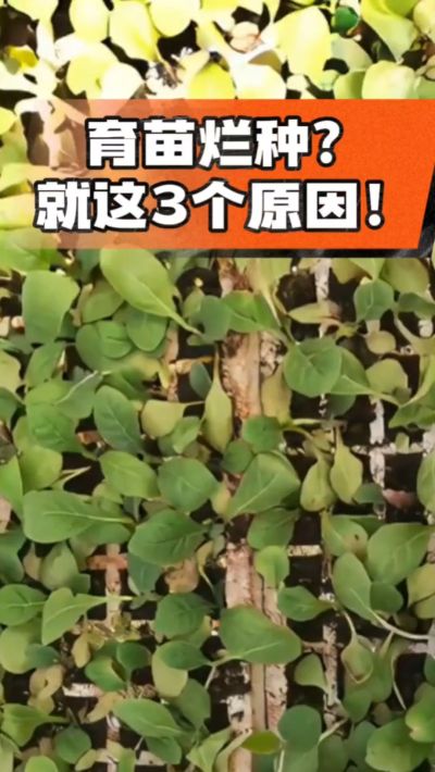 烤烟育苗烂种？3个原因讲清楚！消毒、控水、控温，做到就苗齐苗壮🔥
#烤烟育苗 #烤烟种植 #烂种防治 #烟农
