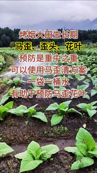 烤烟大田生长期，马歪歪头花叶预防是重中之重，可以使用马歪清方案，一袋一桶水，有助于预防马歪花叶。
烤烟管理早做一步，后期少操心！#烤烟种植#烤烟管理#烤烟大田管理#烤烟病害防治
