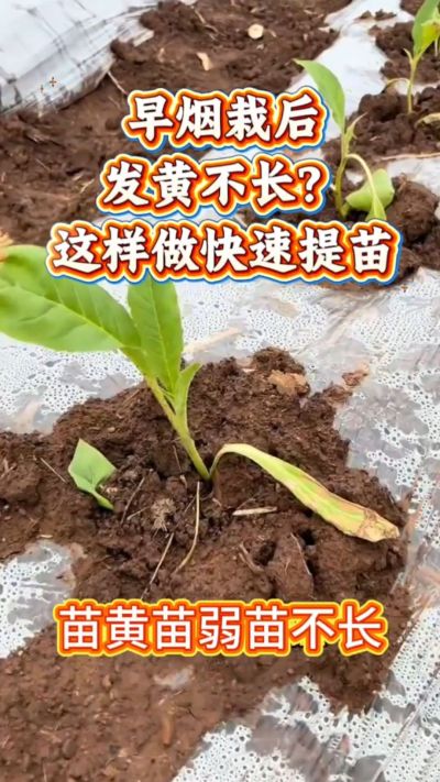 家人们，早烟栽下去发黄不长？别愁！温度低容易出这问题，做好保温、少浇水、补点营养，三五天苗就精神了～ 弱苗转壮苗的招，咱烟农得知道！早烟缓苗
