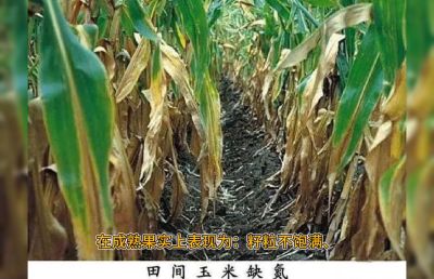 系统，重点的讲解氮肥的作用及缺氮的简单判断