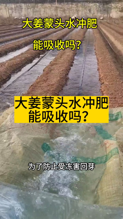 大姜蒙头水冲肥能吸收吗？