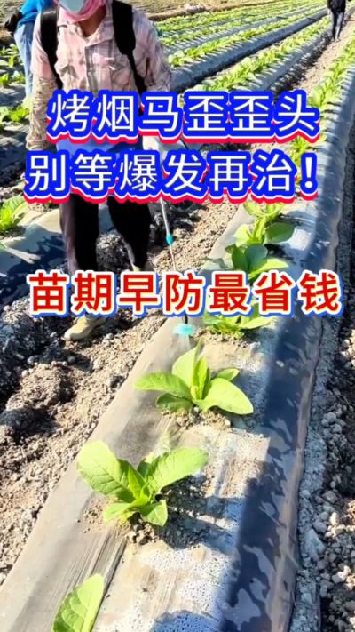 烤烟防马歪，苗期早防，省钱又省心。