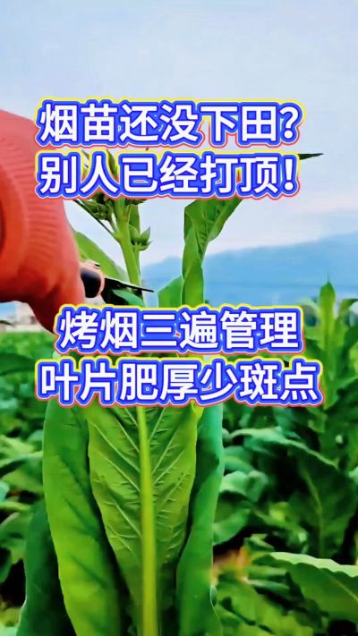烤烟种植经验交流，有问题可私信了解。