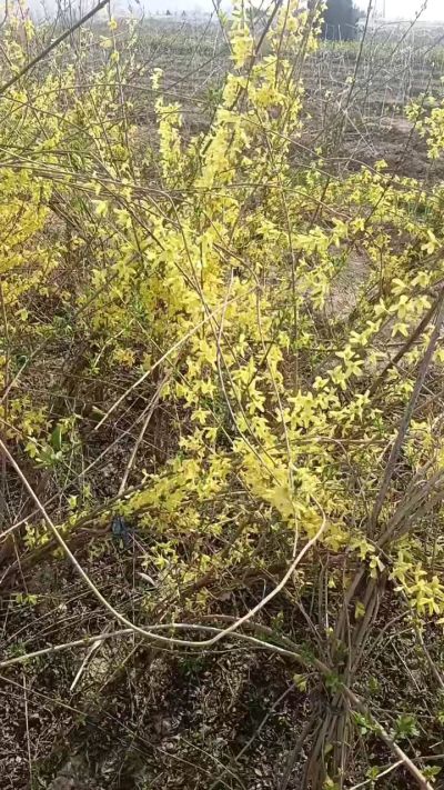 出售药用连翘苗，科研五号优质种苗，2/5年苗，药用连翘树，挂果树，全国包邮到家！财富密码18534302961