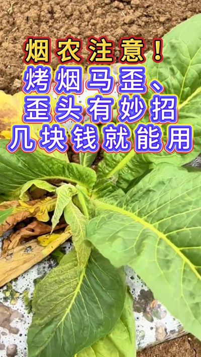 烟农注意，烤烟花叶马歪问题有妙招，几块钱就能用