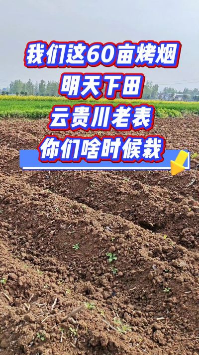 烤烟移栽季，我们60亩明天下田，云贵川老表，你们开栽了吗？