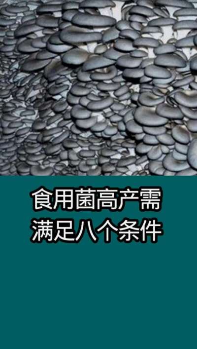 食用菌高产需满足八个条件