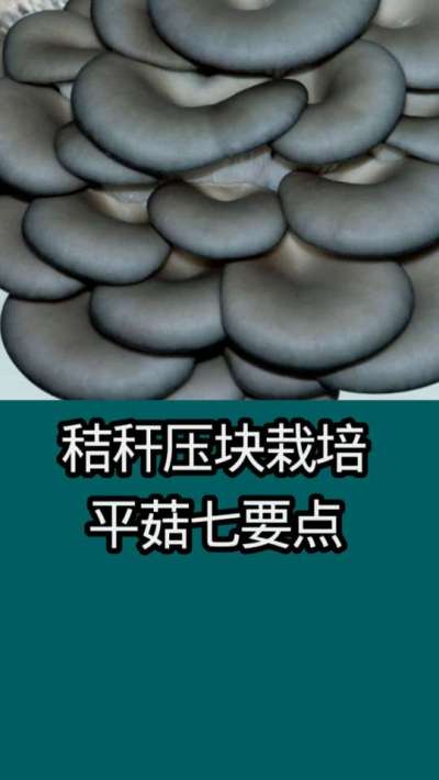 秸秆压块栽培平菇七要点
