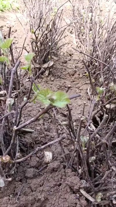 出售五角枫2年苗，500棵。巨峰葡萄苗。2000棵。低价处理。需要联系18534302961