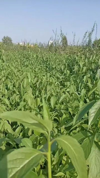 低价出售臭椿苗，杜仲苗，花椒苗，侧柏小苗。药用连翘科研种苗。巨峰葡萄苗，药用连翘树，3/4年挂果树，药用连翘苗，3年移栽种苗。自己地里种苗，全国包邮到家。需要联系13994895614