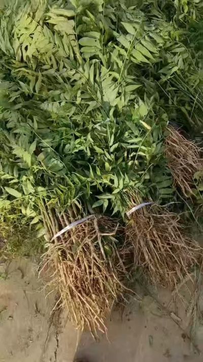 臭椿树苗，秋季造林优质种苗。需要联系18534302961