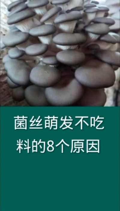 菌丝萌发不吃料的8个原因