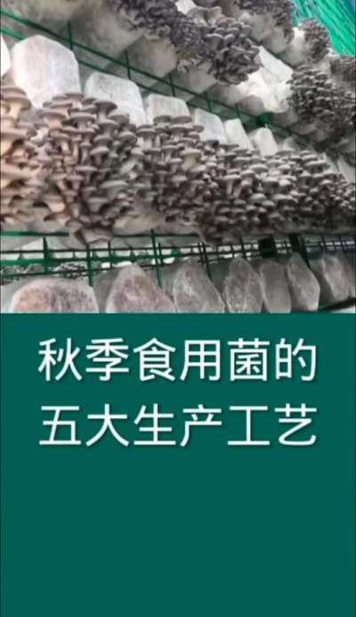 秋季食用菌五大生产工艺