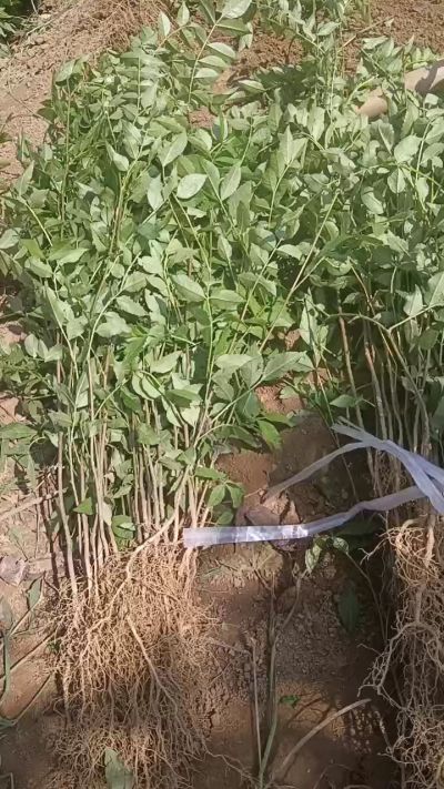 出售大红袍花椒苗，狮子头花椒苗，黄盖花椒苗。需要联系18534302961出售大红袍花椒苗，狮子头花椒苗，黄盖花椒苗。需要联系18534302961